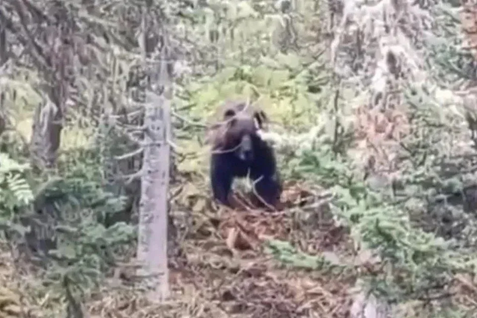 Медведь в лесу, кадр из видео